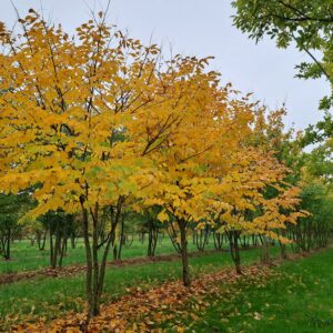 CLADASTRIS lutea