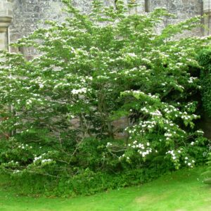 CORNUS kousa 'Chinensis'