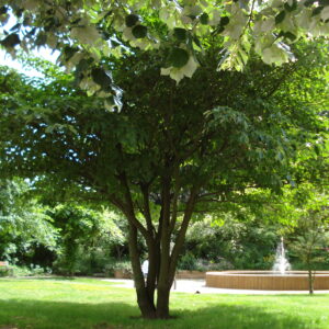 CORNUS controversa