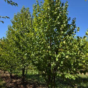 CORYLUS colurna
