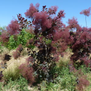 COTINUS coggygria 'Royal Purple'