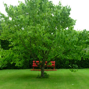DAVIDIA involucrata