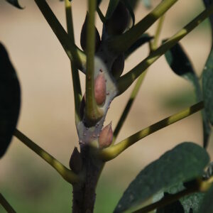 DECAISNEA fargesii