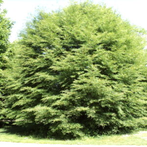 FAGUS sylvatica 'Asplenifolia'