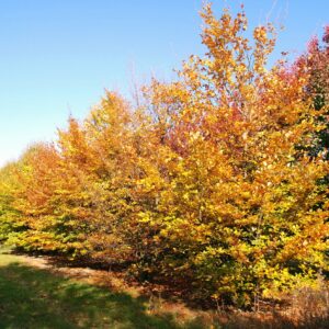 FAGUS sylvatica