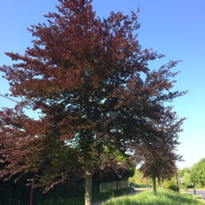 FAGUS sylvatica 'Purpurea'