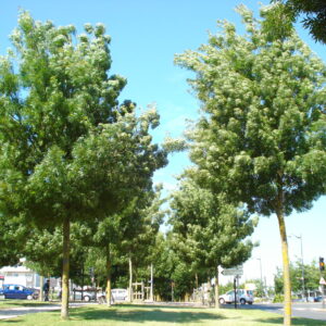 FRAXINUS angustifolia 'Raywood'