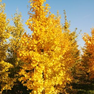GINKGO biloba 'Autumn Gold'
