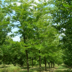 GLEDITSIA triacanthos 'Inermis'