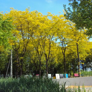 GLEDITSIA triacanthos 'Sunburst'