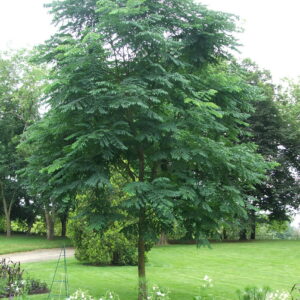 GYMNOCLADUS dioicus