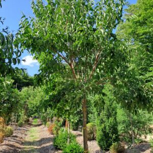 HEPTACODIUM miconioides