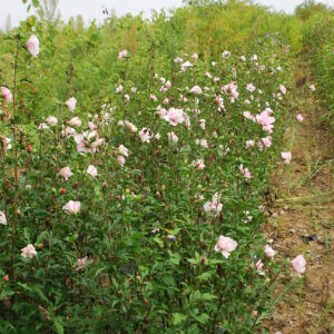 HIBISCUS syriacus 'Hamabo'