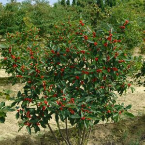 ILEX verticillata