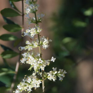 LIQUIDAMBAR formosana
