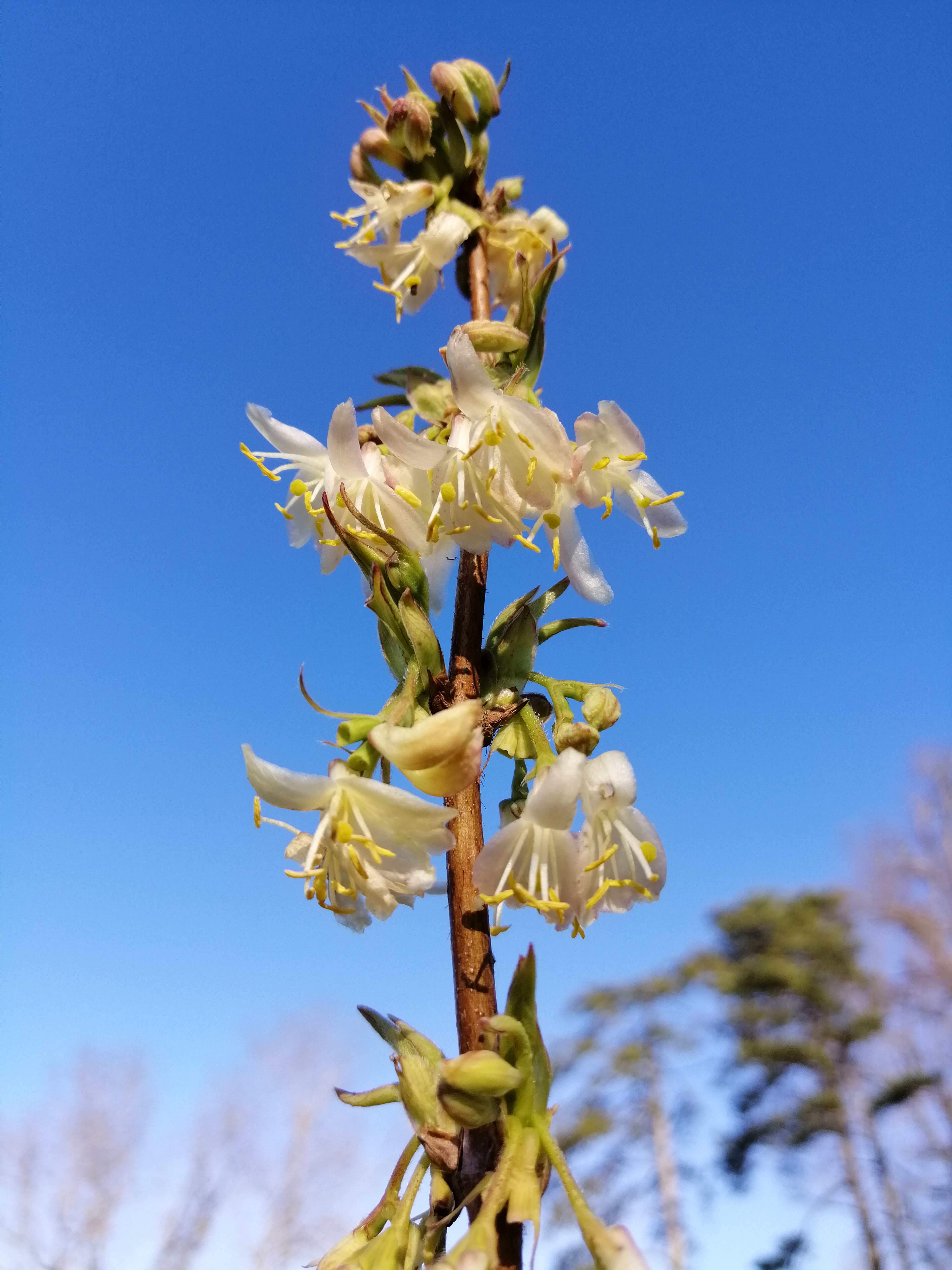 LONICERA purpusii