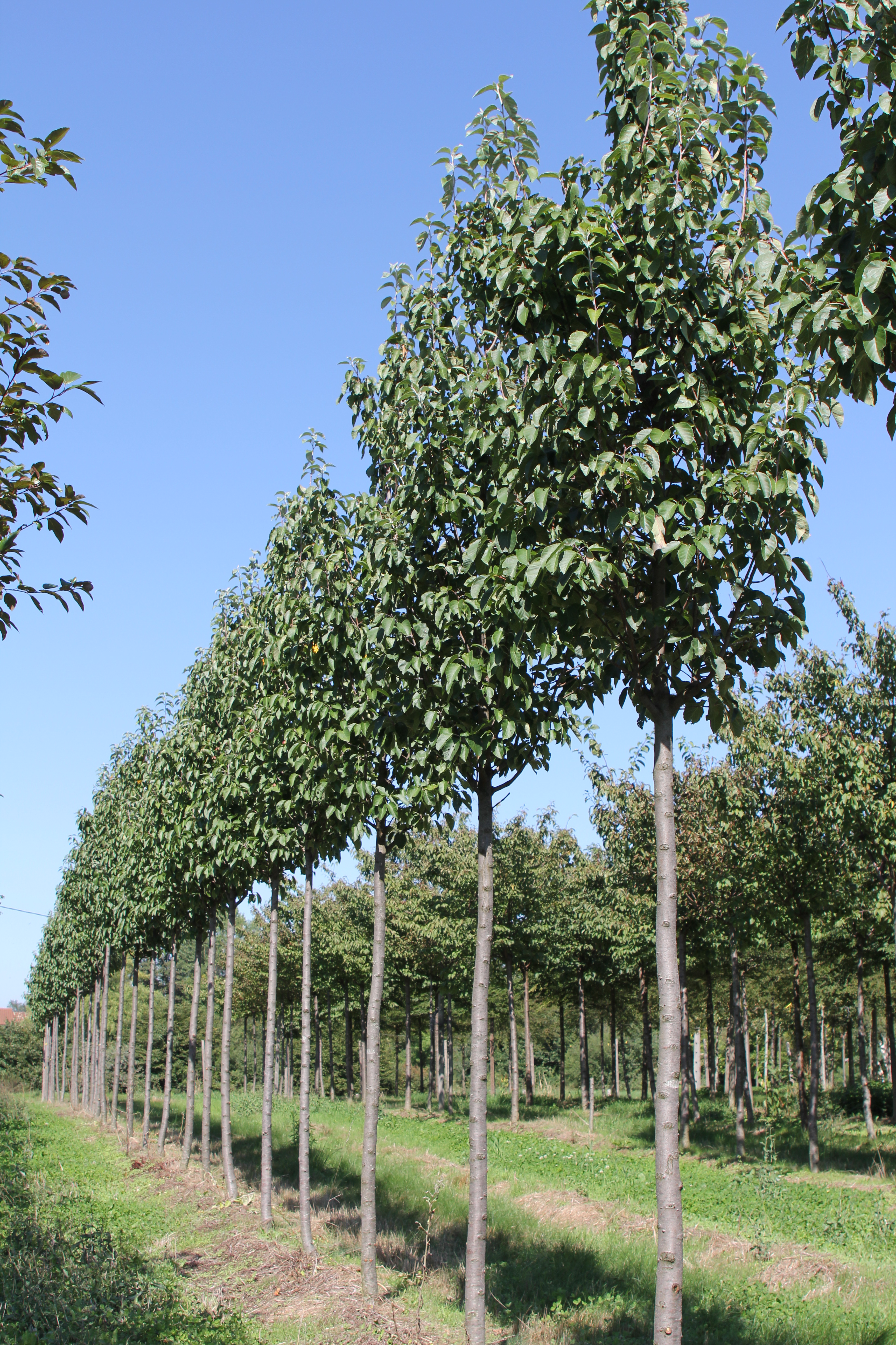 MALUS tschonoskii