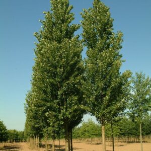 POPULUS nigra 'Italica'