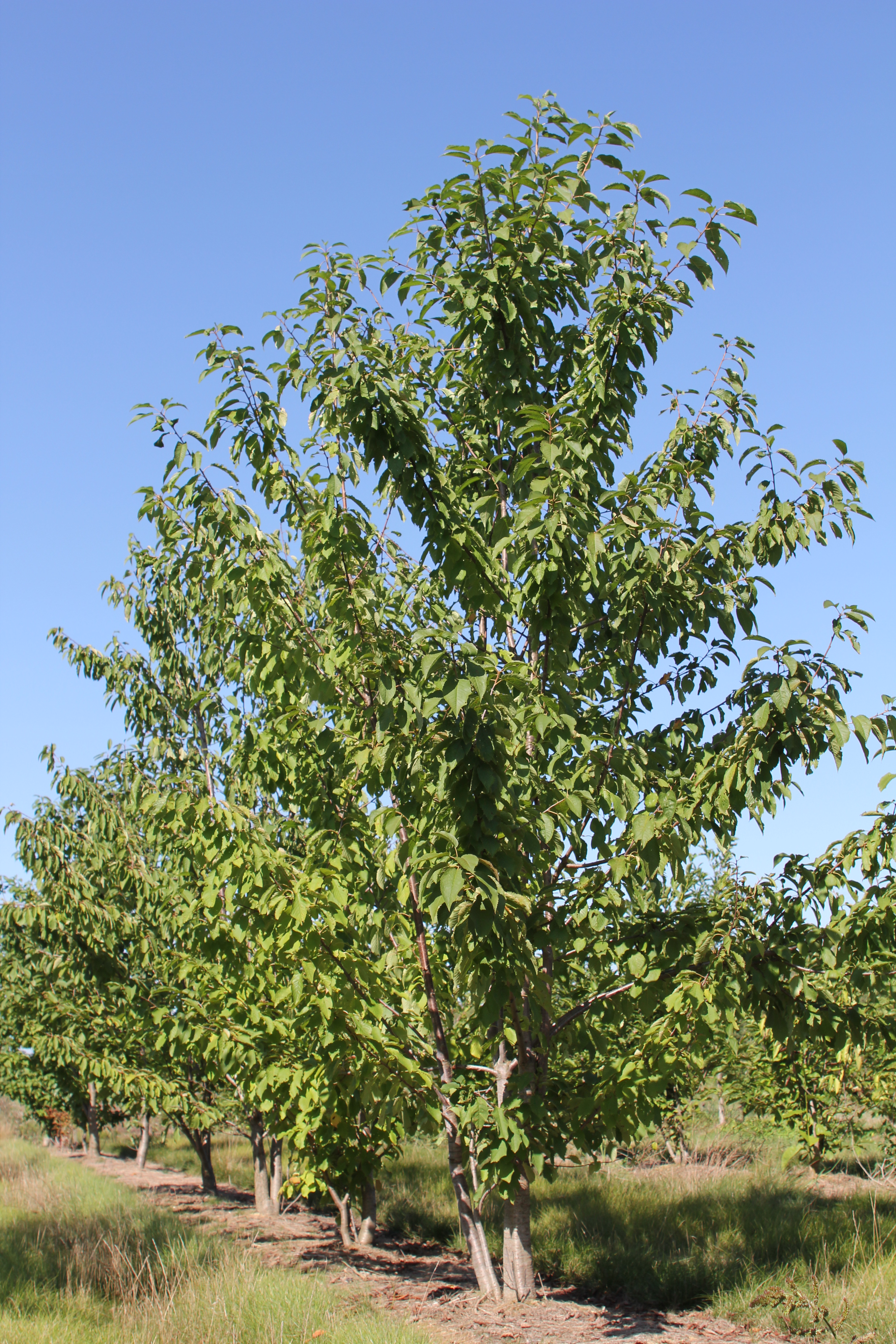 PRUNUS avium