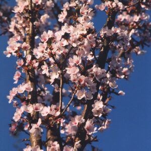 PRUNUS padus