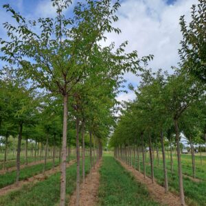 PRUNUS subhirtella 'Autumnalis'
