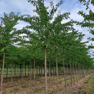 PRUNUS yedoensis