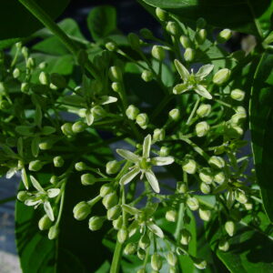 PTELEA trifoliata
