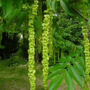 PTEROCARYA fraxinifolia