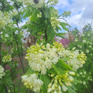 PTEROSTYRAX hispida
