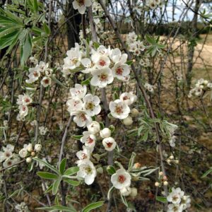 QUERCUS bicolor