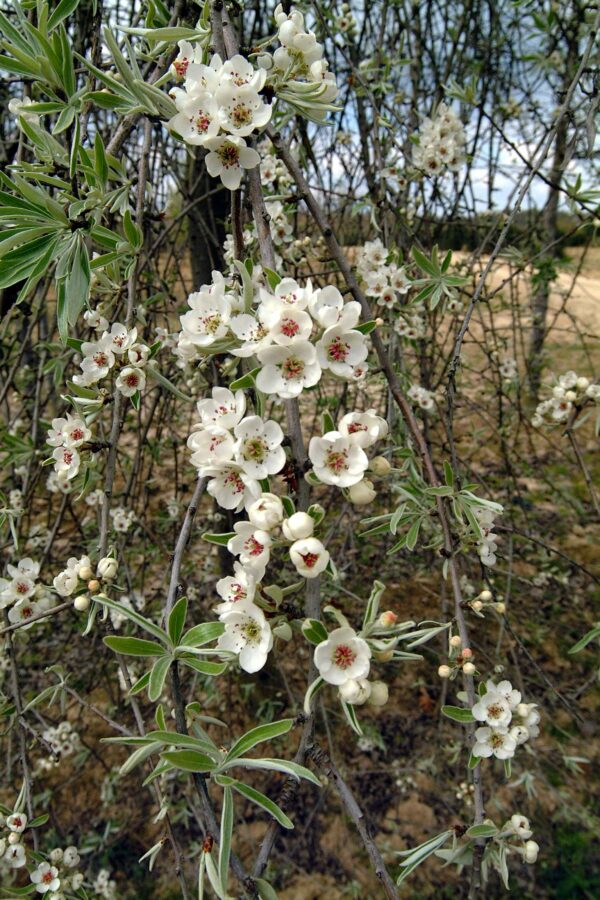 QUERCUS bicolor