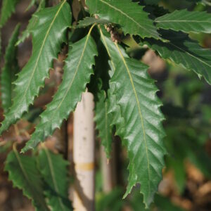 QUERCUS castaneifolia 'Green Spire'