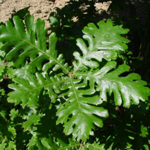 QUERCUS frainetto