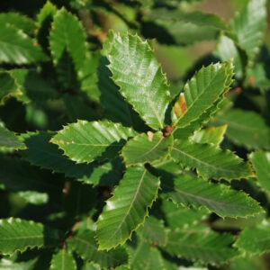 QUERCUS libani