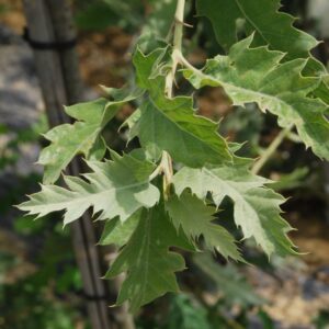QUERCUS macrolepis