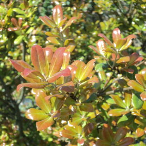 QUERCUS phillyreoides