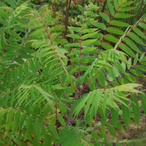 RHUS copallina