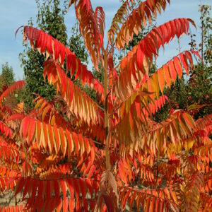 RHUS typhina