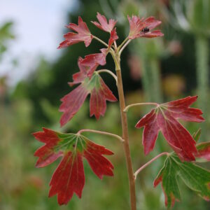 RIBES spicatum