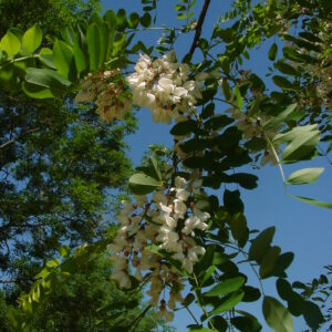 ROBINIA pseudoacacia 'Frisia'
