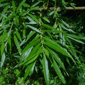 SALIX aquatica 'Grandis'
