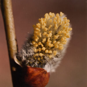 SALIX caprea