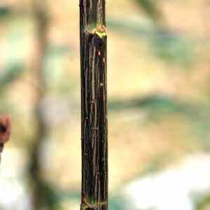 SALIX triandra