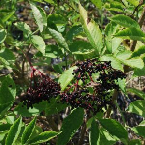 SAMBUCUS nigra