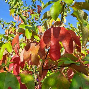 SASSAFRAS albidum