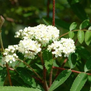 SORBUS aucuparia 'Apricot Queen'