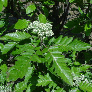 SORBUS thuringiaca