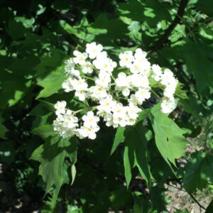 SORBUS torminalis
