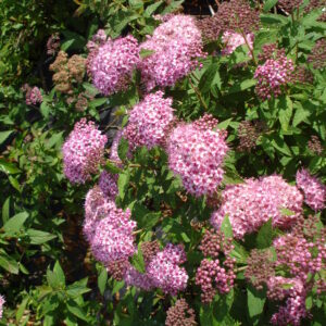 SPIRAEA bumalda 'Anthony Waterer'