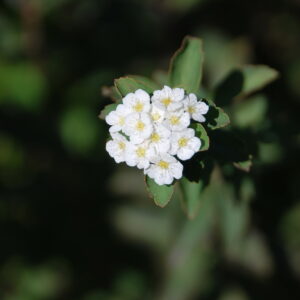 SPIRAEA bumalda 'Froebelii'